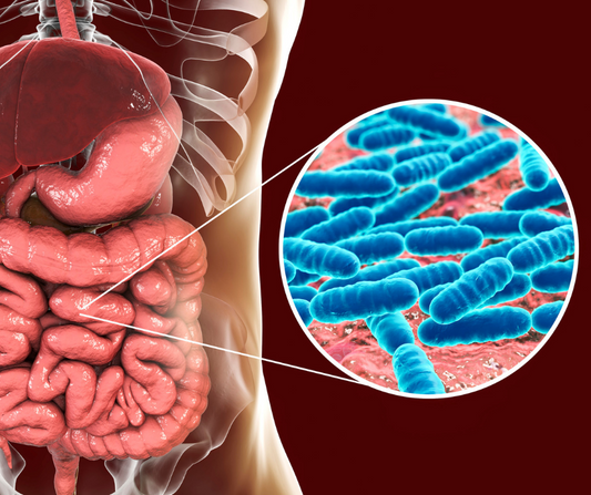 SIBO: Comprender el Sobrecrecimiento Bacteriano en el Intestino Delgado